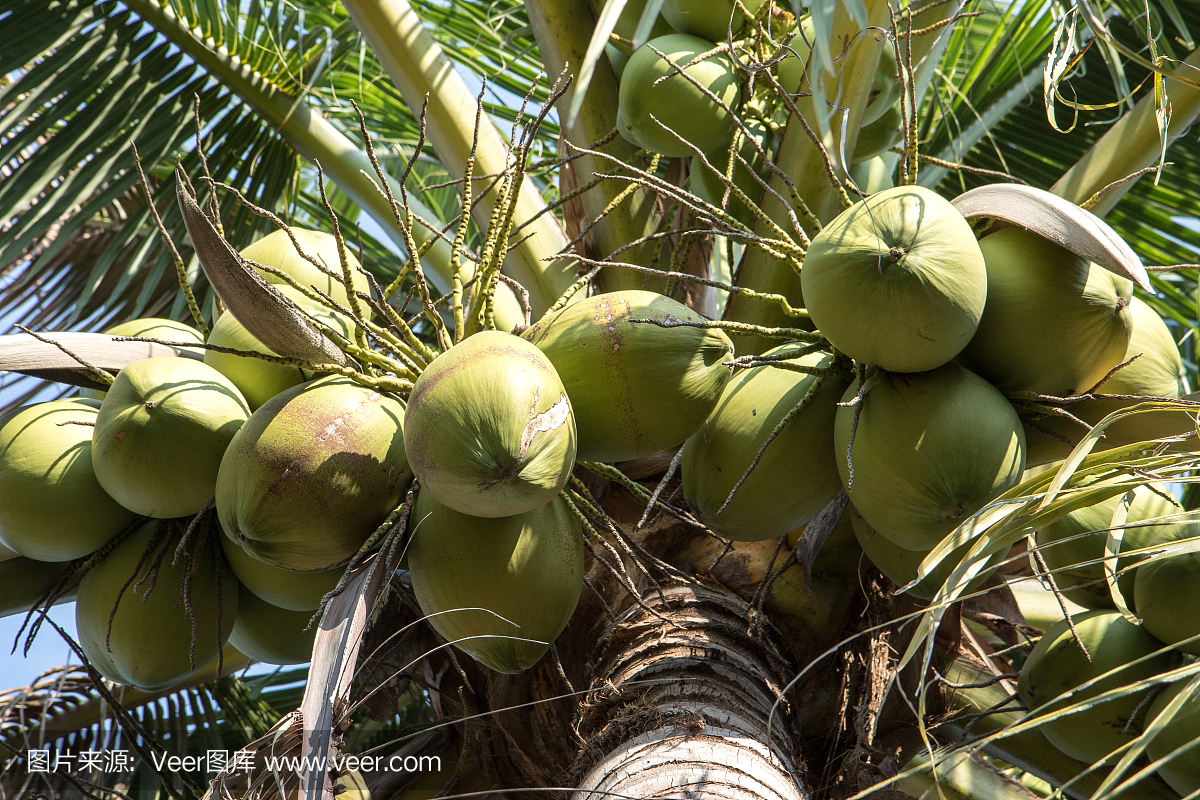 椰子樹(shù)上的椰子