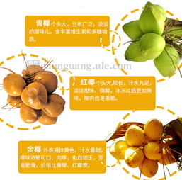 春光食品 海南特產 休閑零食 新鮮椰子奶夾心 椰香酥卷238g 盒裝